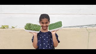 How To Grow Microgreens With Chia and Flax Seeds