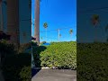 Palm🌴🌴🌴Trees for days! #healing #plants #beachmeditation #palmtrees #tropicalflavors
