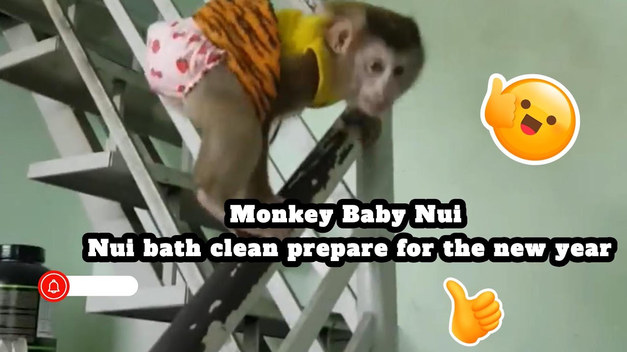 Monkey Baby Nui   Nui bath clean prepare for the new year