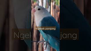 #lovebird #lovebirdngekekpanjang#lovebirdfighter #lovebirdngekek #lovebirdngetik