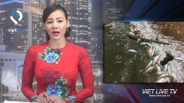 Cá lại chết trắng mặt Hồ Tây, bốc mùi hôi thối