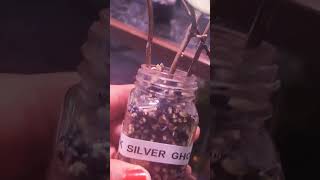 Hoya Pubicalyx Pink Silver Ghost