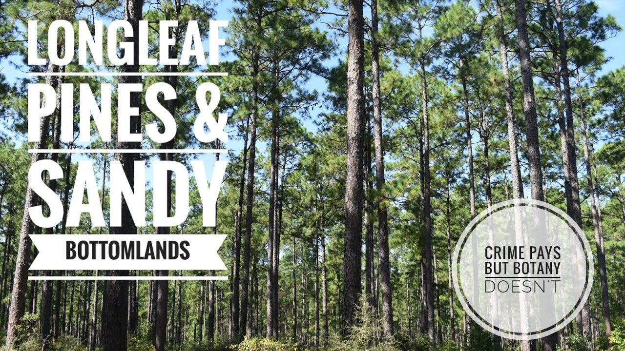 Longleaf Pines of Southeast Texas