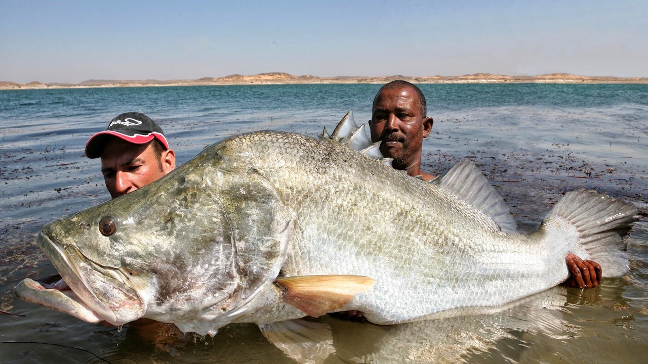 Big Monster Nile Perch 114 Pound In The Lake Nasser Egypt By Yuri Grisendi Youtube