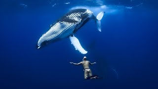 Swimming with Tonga’s Gentle Giants feat Alexey Molchanov 🐋