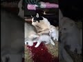 الهاسكي وعاشقه Husky الهاسكي وعاشقه Husky