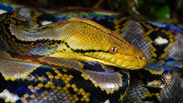 Reticulated python     Descriptions, Characteristics and Facts!