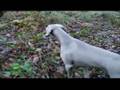 Millie , HPR FORUM , weimaraner training Millie , HPR FORUM , weimaraner training