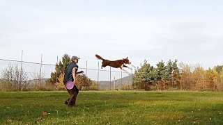 Legolas - Dogfrisbee by Freestyle Paws 3,238 views 1 year ago 1 minute, 49 seconds