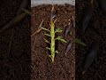 Marigold Life Cycle in 30 Seconds | Tagetes erecta Time-Lapse Growth from Seed to Flower