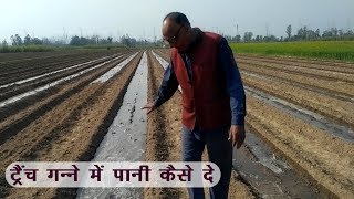 ट्रैंच गन्ने में पानी कैसे दे |How to give water in a Tranch sugarcane|  Sudhir Tyagi Tanha |