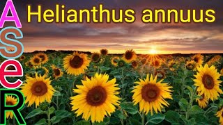 كيف يتم زراعه عباد الشمس واكتشاف سر اتجاه نبات دوارالشمس نحو الشمس وفوايدة الرائعهHelianthus annuus