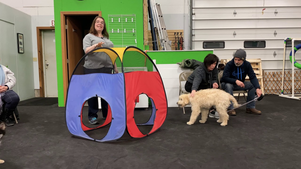 Narnia Pet Behavior and Training Graduation Day. YouTube