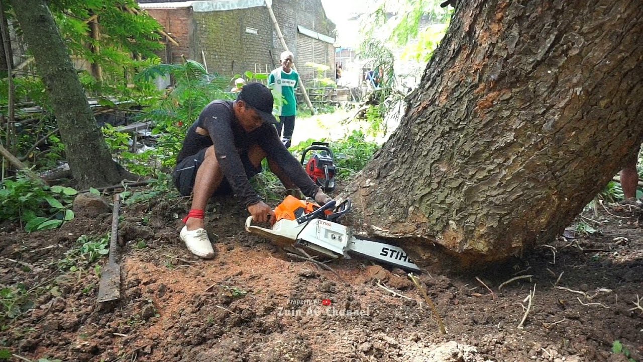 Stuck at risk..!! felling the trembesi tree leaning - stihl ms 881 ...