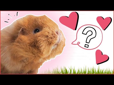 वीडियो: क्या गिनी पिग प्यार करने लायक हैं?
