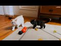 AI Kittens Playing - AI video - Deep Fake - Luma - Dream Machine