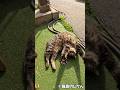 はーい!#shorts #猫 #cat#cats
