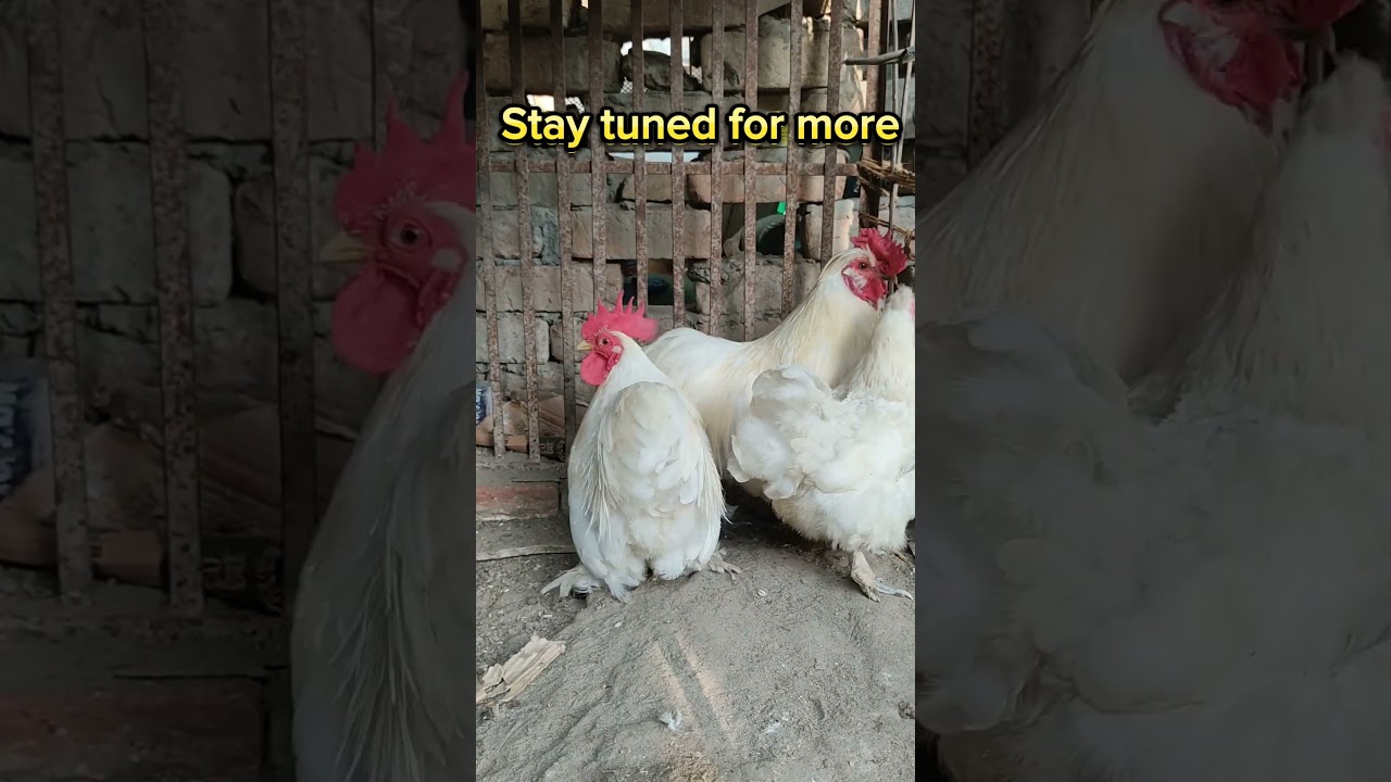 Fancy Birds🐔Fancy Chicken,Cute Chicken