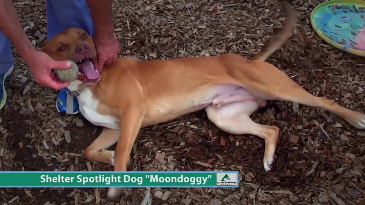 oregon dmv Dog of the Week: Moondoggy