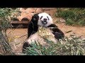 【PANDA】上野動物園のシャンシャン  Ueno Zoo | APR 2019