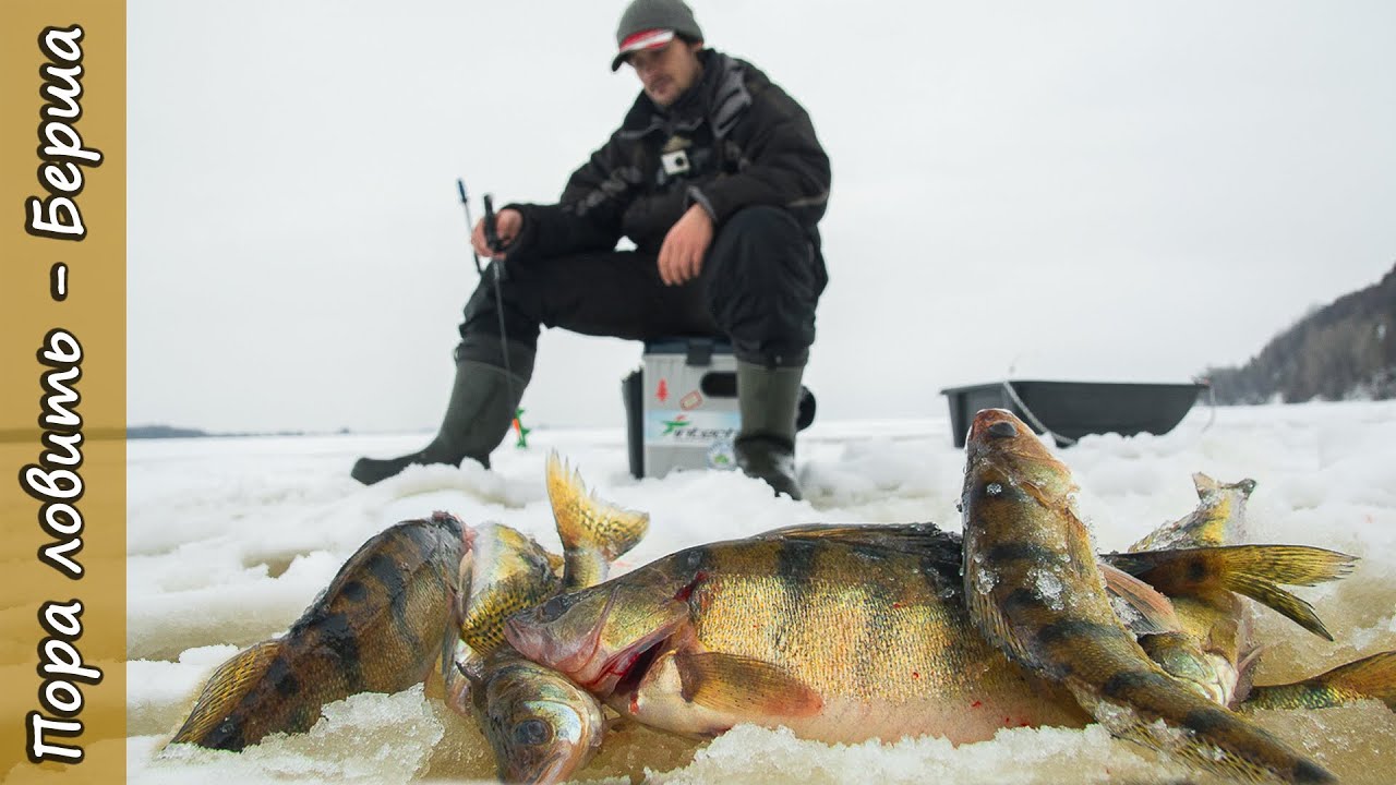 Клев берша. Рыбалка на Каме зимой на судака. Рыбалка на Каме зимой. Рыбалка на Каме зимой на берша. Рыбалка на берша зимой.