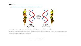 DNA and Design   Lecture 17