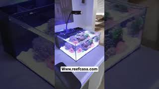 Pico Aquarium ! www.reefcasa.com #picotank #reeftank #nanoreef #saltwaterfishtank #aquariums screenshot 4