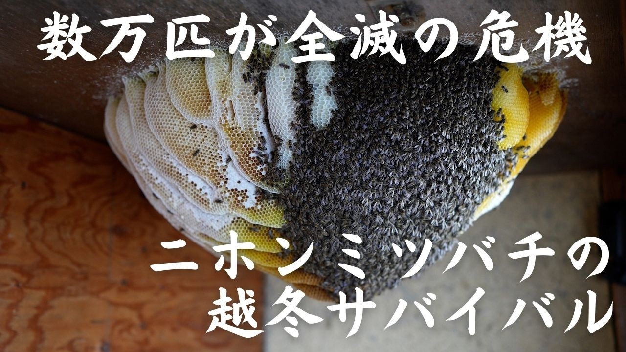 数万匹が全滅の危機！ニホンミツバチの越冬サバイバル！〜寄生虫との戦い〜