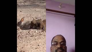 Mongoose attack a Rabbit #duet #wildanimals #animallife #animals #viralvideos #viralreels