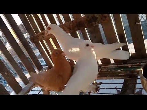 مسكت ثلاث حمامات واتمسكالى واحد شوف ازي مع ابوفريدة