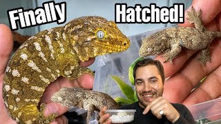 THEY HATCHED JUST IN TIME! |Rhacodactylus leachianus gecko babies!