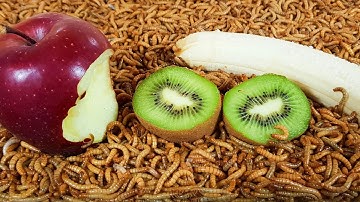 Worms eating FRUITS. TIMELAPSE Video. ( 72 HOURS in 72 SECONDS ) Apple, Banana and Kiwi.