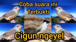 suara pikat cigun terbaru2024 jitu terbukti...!!!