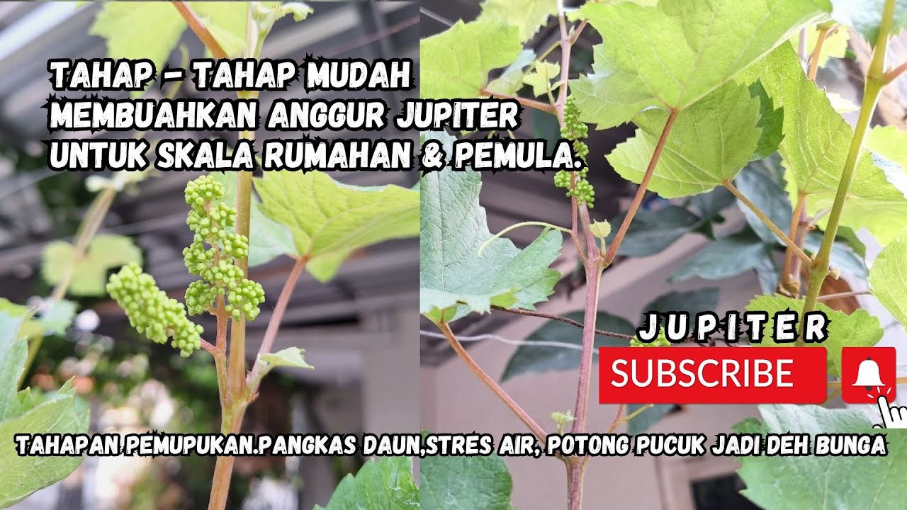 cara mudah membuahkan anggur jupiter || tahap sederhana mulai pemupukan, stress air, potong pucuk
