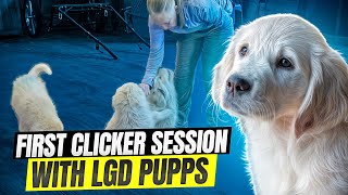 First Clicker Session For the Ever Green LGD Pups: Messy and Fun! by Benson Ranch Livestock Guardian Dog Training 13 views 10 days ago 9 minutes, 4 seconds