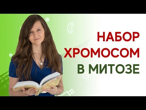 МИТОЗ | Для решения задач ЕГЭ по биологии 2019: набор хромосом и ДНК