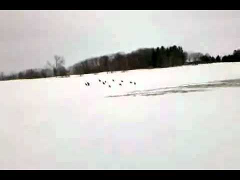 Qik - flying turkeys sleddin by Roger Droukas