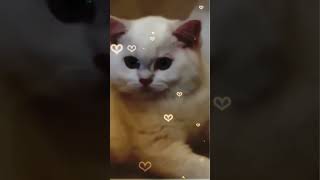 cat making cute sounds