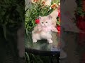 BRI аy12 MaleBorn Beauty Youtube Youtubevideo Youtube Youtubevideo Cuteanimal Cute Beauty BRI аy12 MaleBorn Beauty Youtube Youtubevideo Youtube Youtubevideo Cuteanimal Cute Beauty