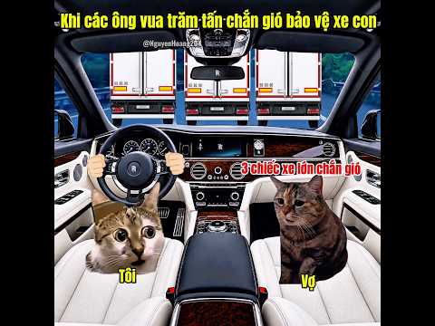 Khi các vị vua trăm tấn ra tay che chắn giúp xe con #meme #catmeme