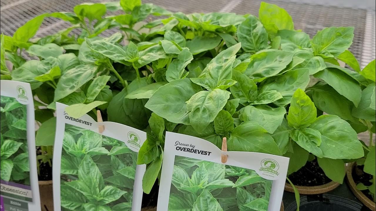 Basil Rutgers Obsession // ⚡️Breeding Breakthrough! NEW! Easy to Grow