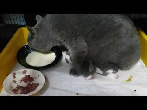 Video: Garis Panduan Tahap Hidup Baru Diterbitkan Untuk Kucing