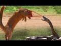 Mongoose vs king cobra  look what happens when mongoose  mercilessly destroys king cobra