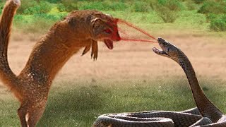 Mongoose vs King Cobra | Look What Happens When Mongoose Mercilessly Destroys King Cobra?