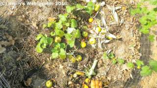 Compost Cam Time-lapse - Preview