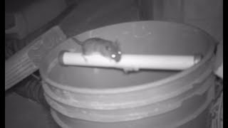 Rolling Log Mouse Trap