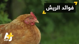 فوائد ريش الدجاج