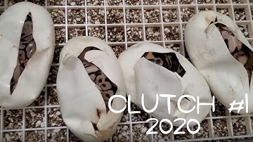 2020 Ball Python Clutch #1: Egg Cutting. Enchi Leopard Mojave x Enchi Lesser Spider