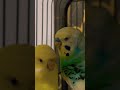 #youtubeshorts #birds #shortvideo #budgies #fypシ #cute #parrot #like #волнистыйпопугайчик #trending