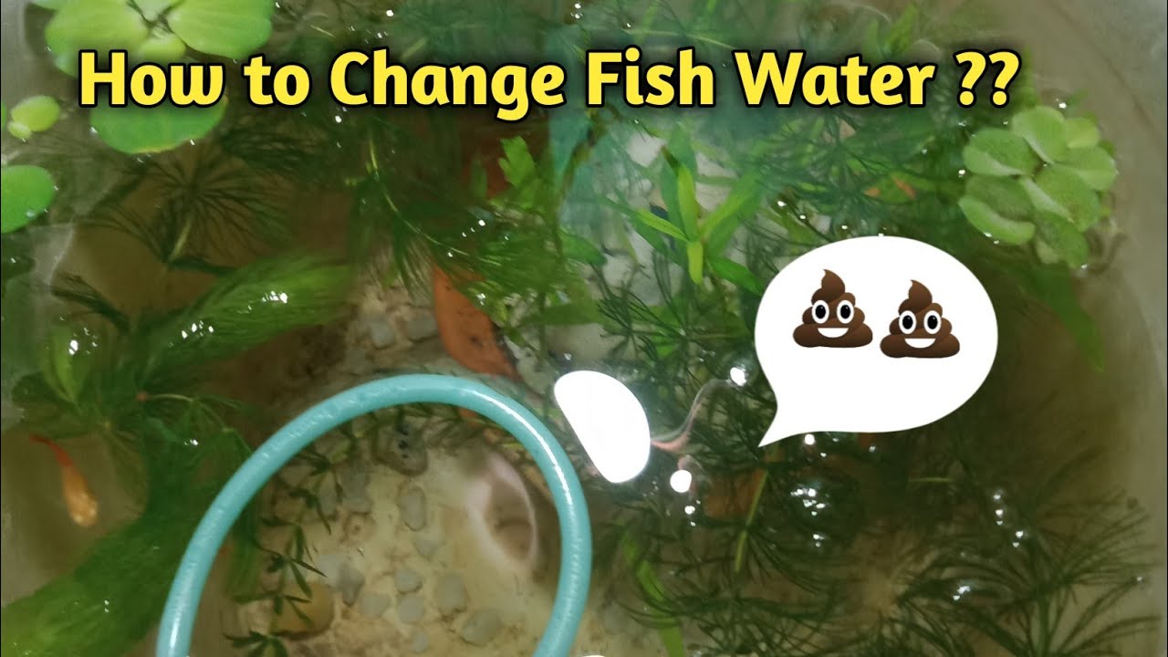 How to clean a fish tank . For beginners ।। কিভাবে মাছের ট্যাংক